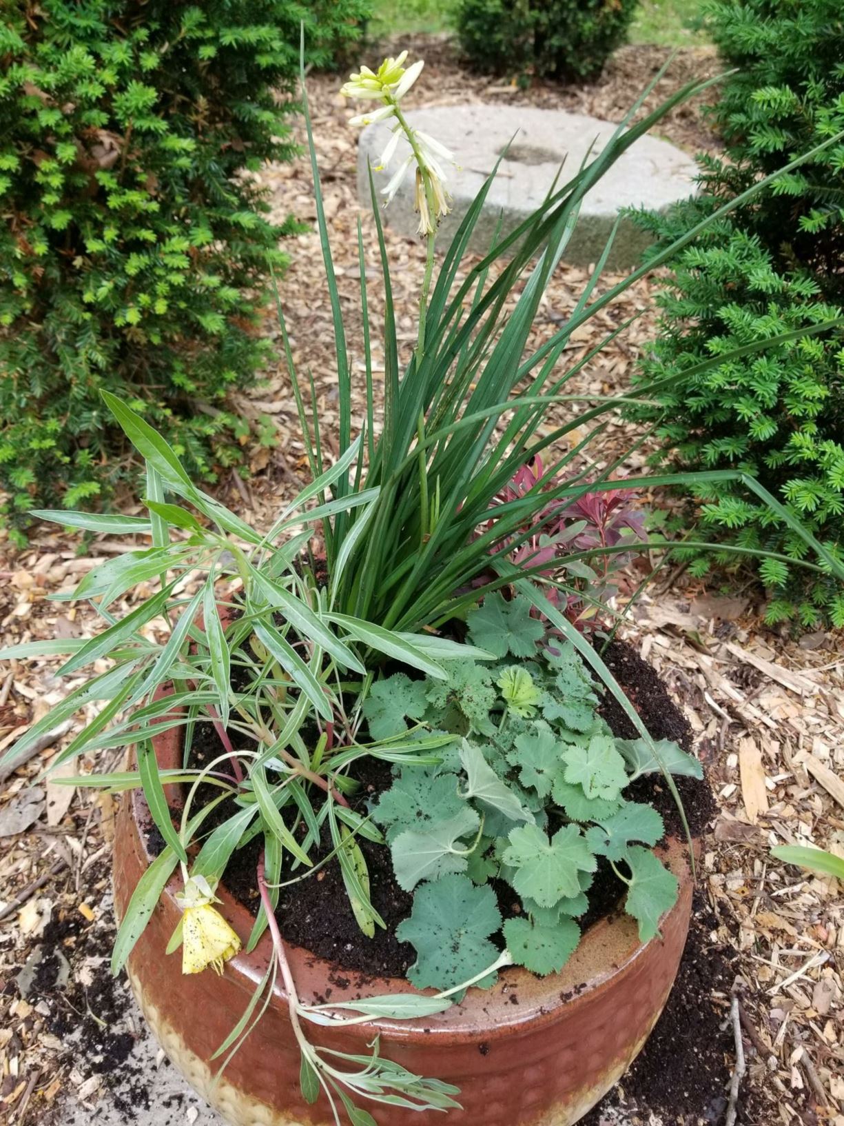 Kniphofia × 'Pineapple Popsicle'
