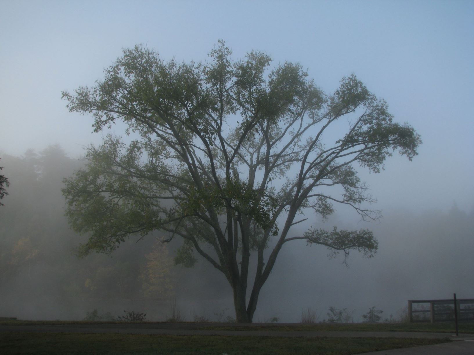 Arboretum view