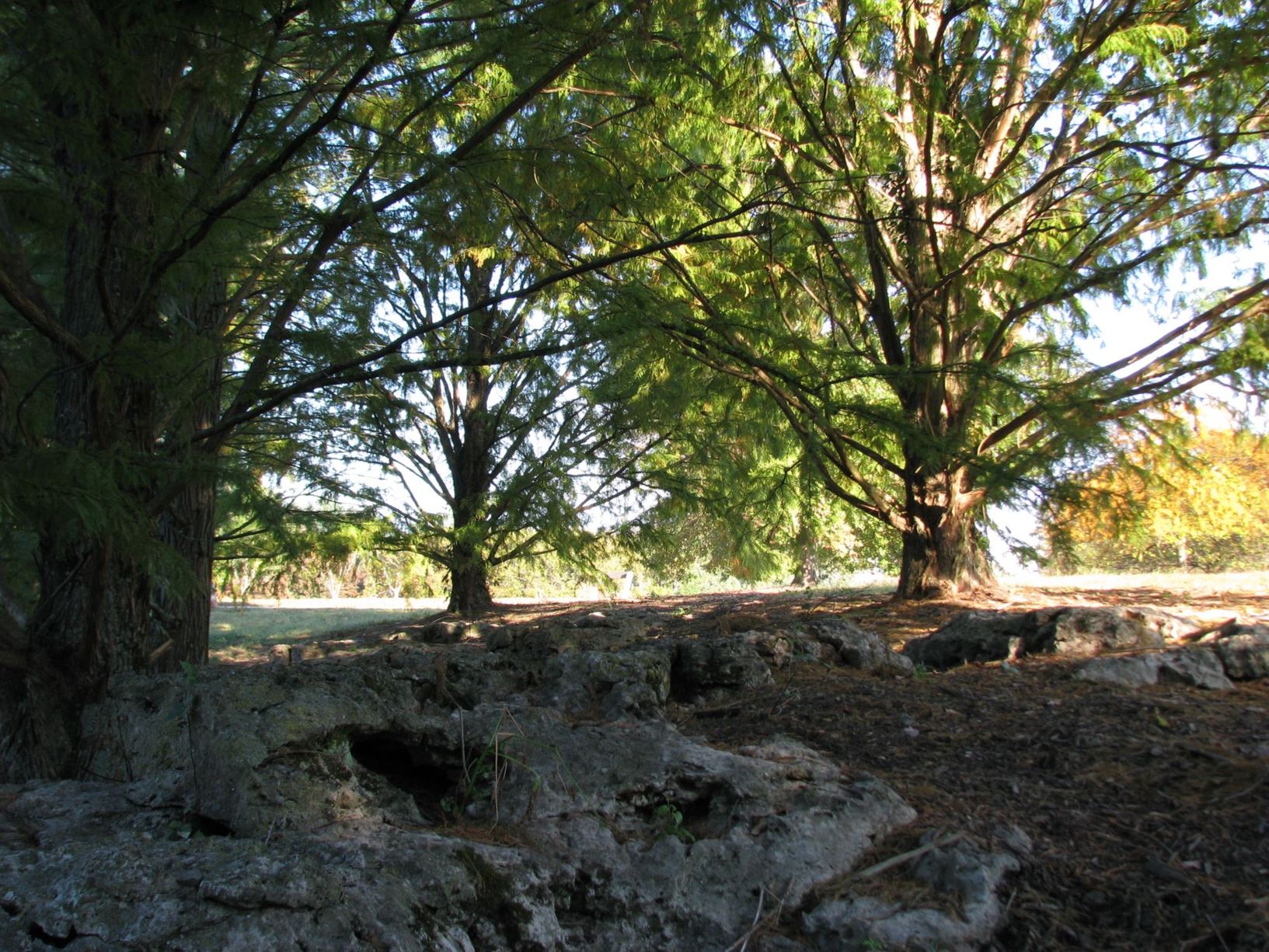 Arboretum view